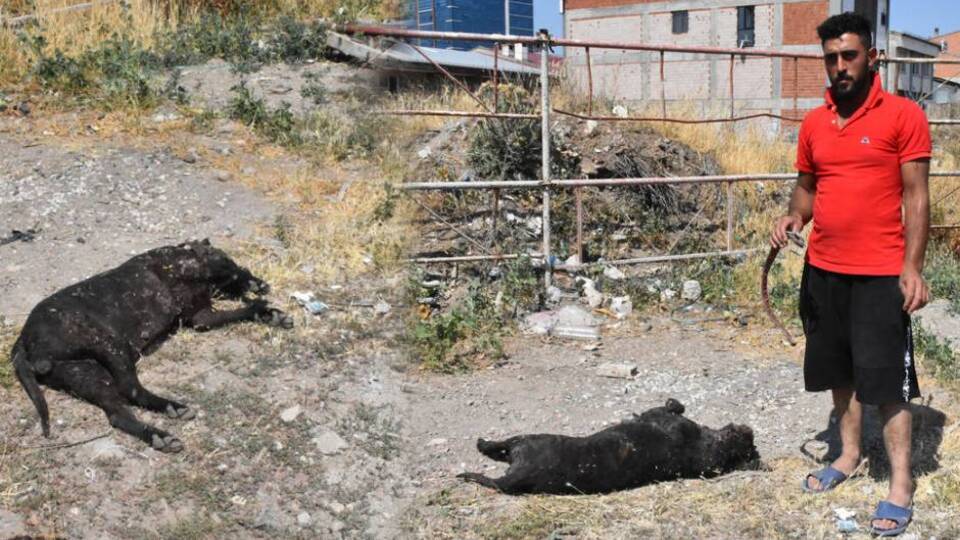 Tüfekli cani aranıyor!