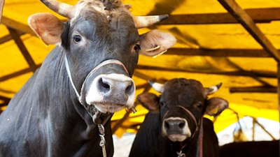 Kurban vekaleti nasıl verilir?