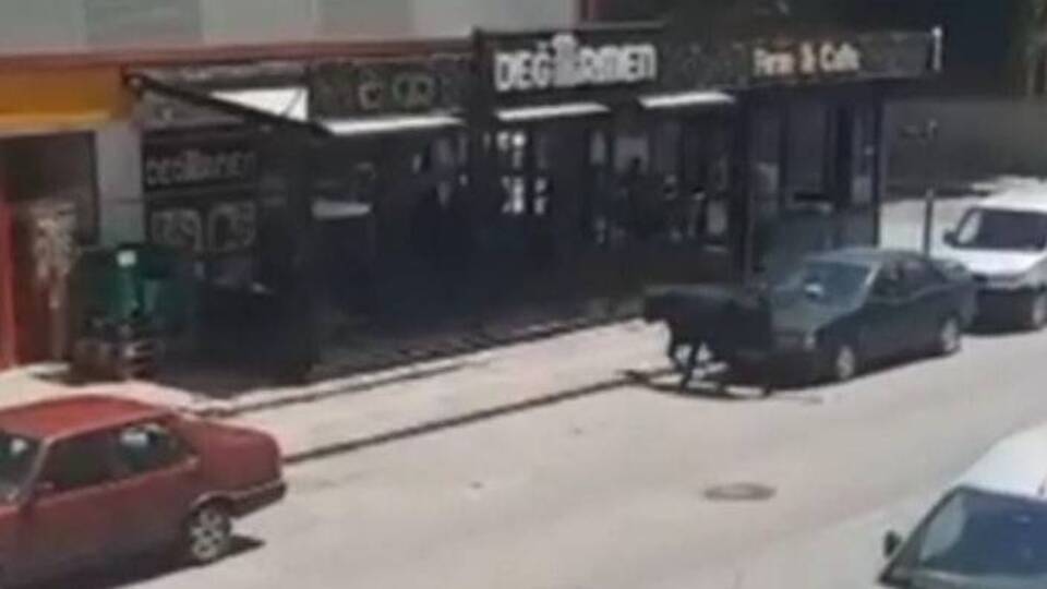 Sahibinin elinden kaçan kurbanlık boğa, kafeteryaya girdi