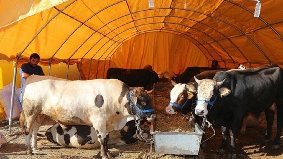 Kurban kesilirken okunacak dualar nelerdir?