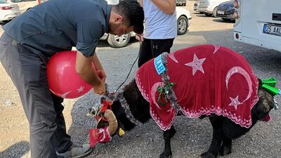 'Gelin koçu' geleneği bu yıl da unutulmadı