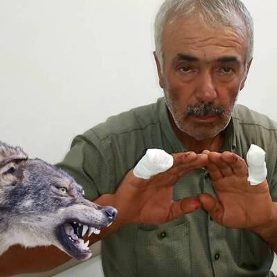 Antalya'da kurt dehşeti! Çobanın parmağı koptu