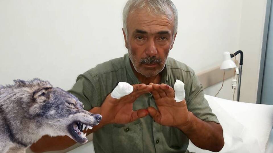 Antalya'da kurt dehşeti! Çobanın parmağı koptu