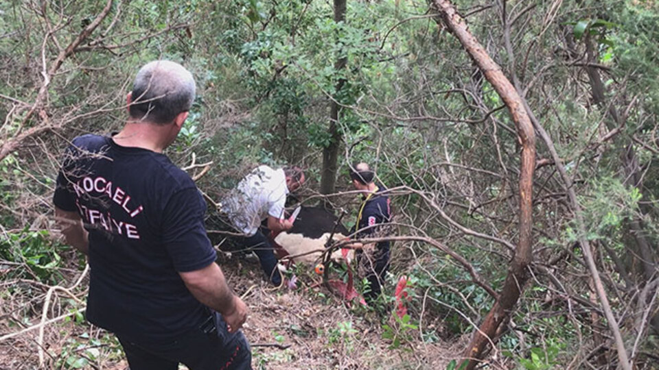 Uçuruma yuvarlandı çıkarılamayınca, olduğu yerde kesildi