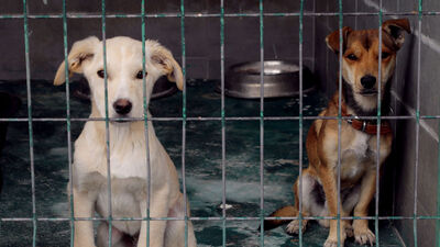 ABD'den Türkiye'ye "köpeklerde yüksek kuduz riski" kısıtlaması