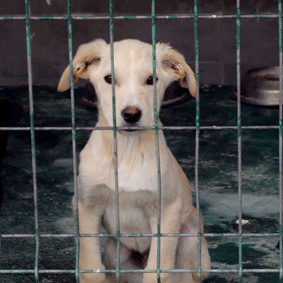 ABD'den Türkiye'ye "köpeklerde yüksek kuduz riski" kısıtlaması