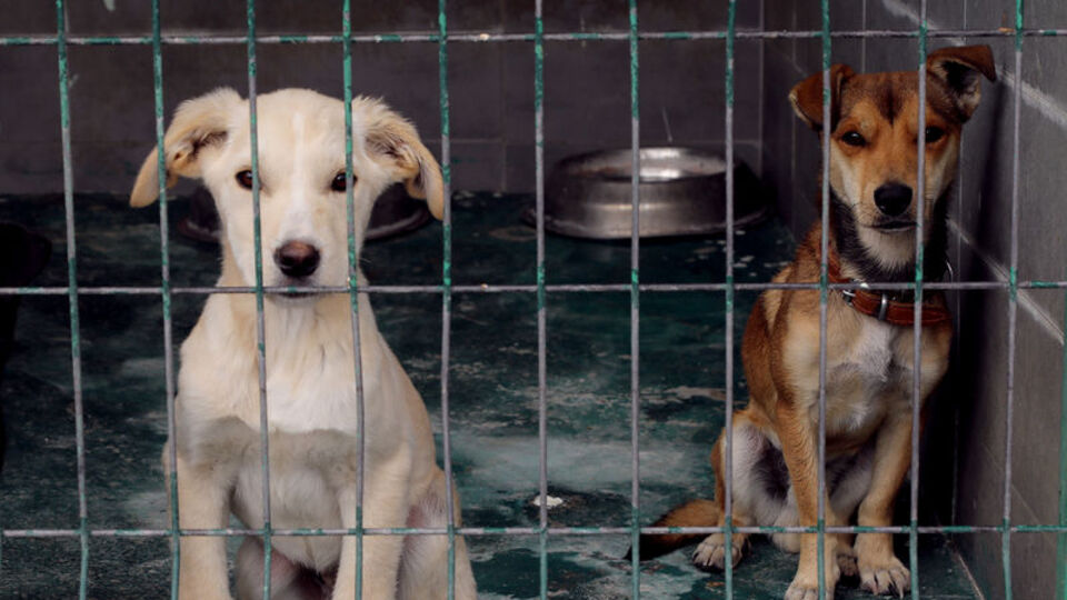 ABD'den Türkiye'ye "köpeklerde yüksek kuduz riski" kısıtlaması