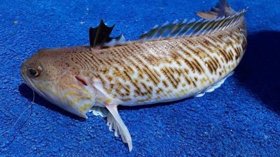 Trakonya balığı nedir?