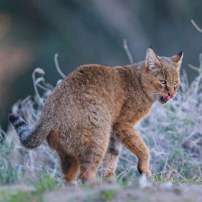Saz kedisinin peşinde 5 gün