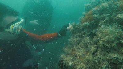 Bakan Pakdemirli'den 'hayalet ağ' dalışı