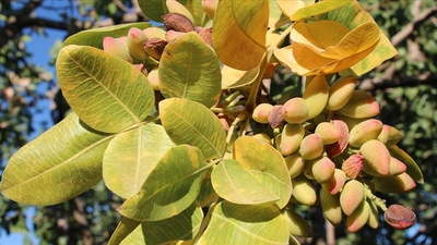 İlk lisanslı Antep fıstığı deposu