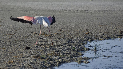 Kuraklık uyarısı! "Türkiye'de OHAL ilan edilmeli"