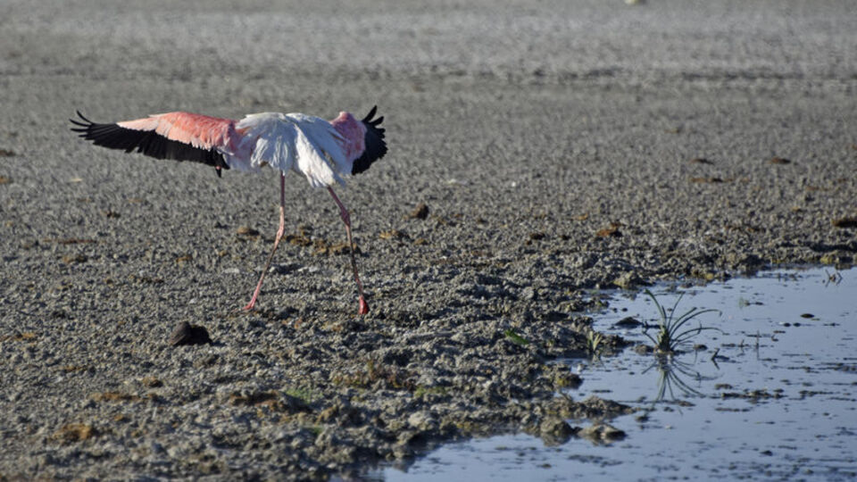 Kuraklık uyarısı! "Türkiye'de OHAL ilan edilmeli"