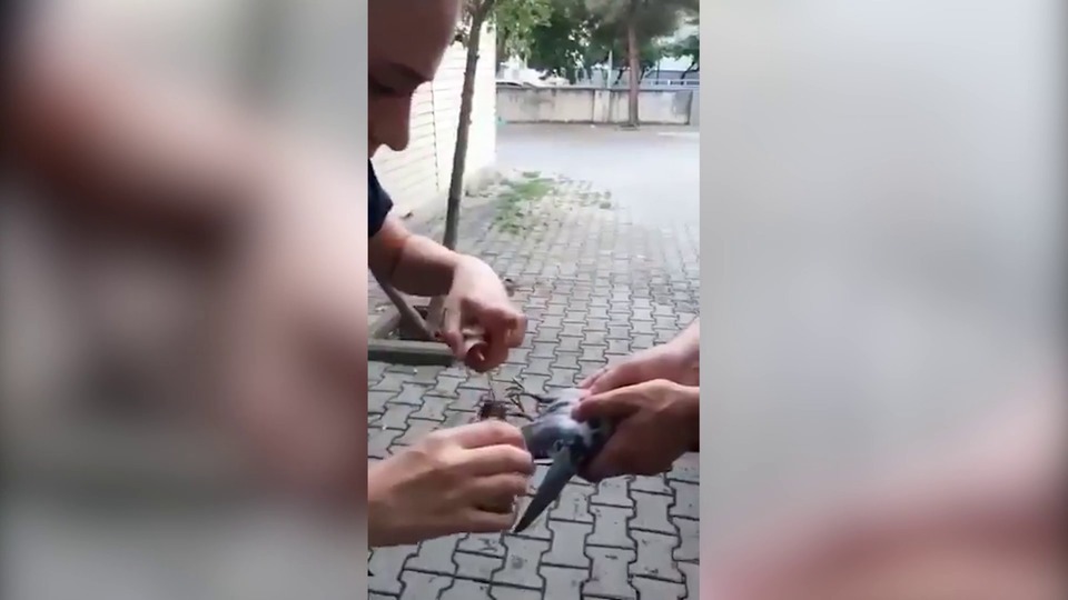 Sağlık ekibinden bacağı kırılan kuşa müdahale