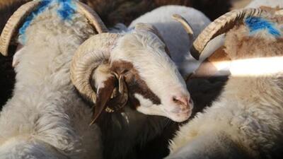 Kurban vekaleti nasıl verilir?