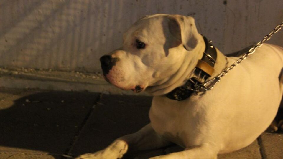 Sokak ortasında kanlı infaz! Başından ayrılmadı