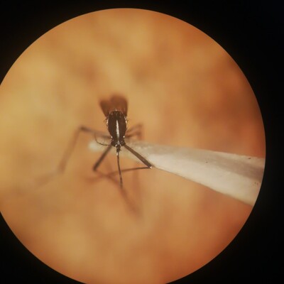 Asya Kaplan Sivrisineği uyarısı!