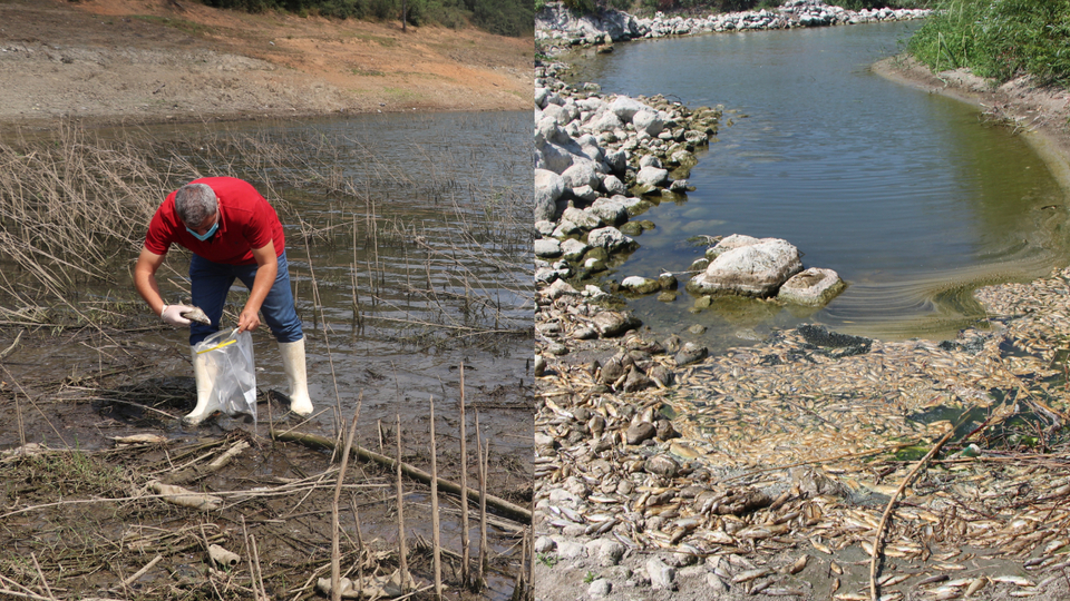 Hatay ve Alibeyköy'deki balık ölümlerine inceleme