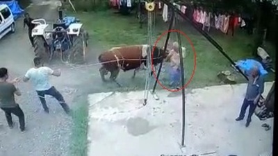 Kurbanlık boğanın saldırısında öldü!