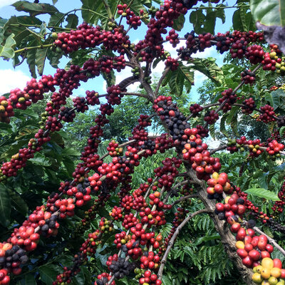 Kahve fiyatları 7 yılın zirvesinde