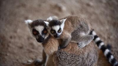 Mersin'in Madagaskarlı sakinleri