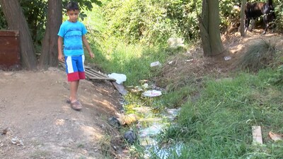 Tehlike saçan dere! Çok sayıda hayvan öldü