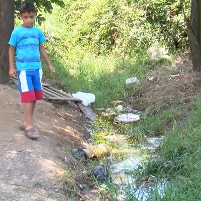 Tehlike saçan dere! Çok sayıda hayvan öldü