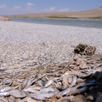 Sular çekildi, balıklar öldü!