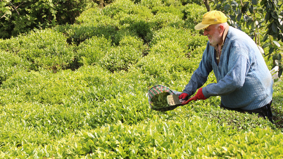 Yaş çay ödemeleri başlıyor