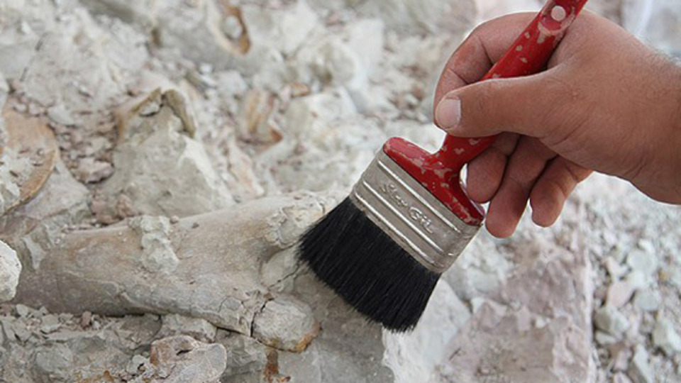 890 milyon yıllık hayvan fosili bulundu!