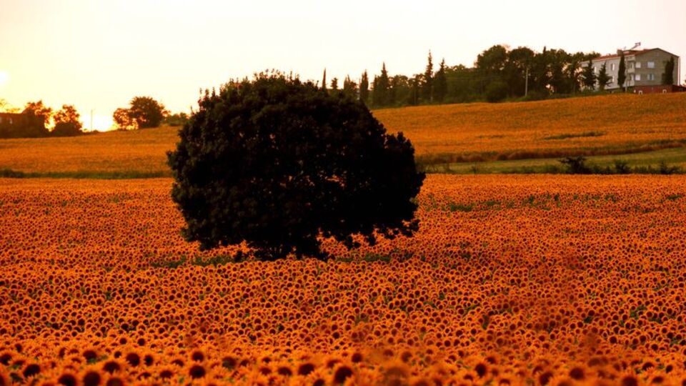 Doğal fotoğraf stüdyosuna dönüştü
