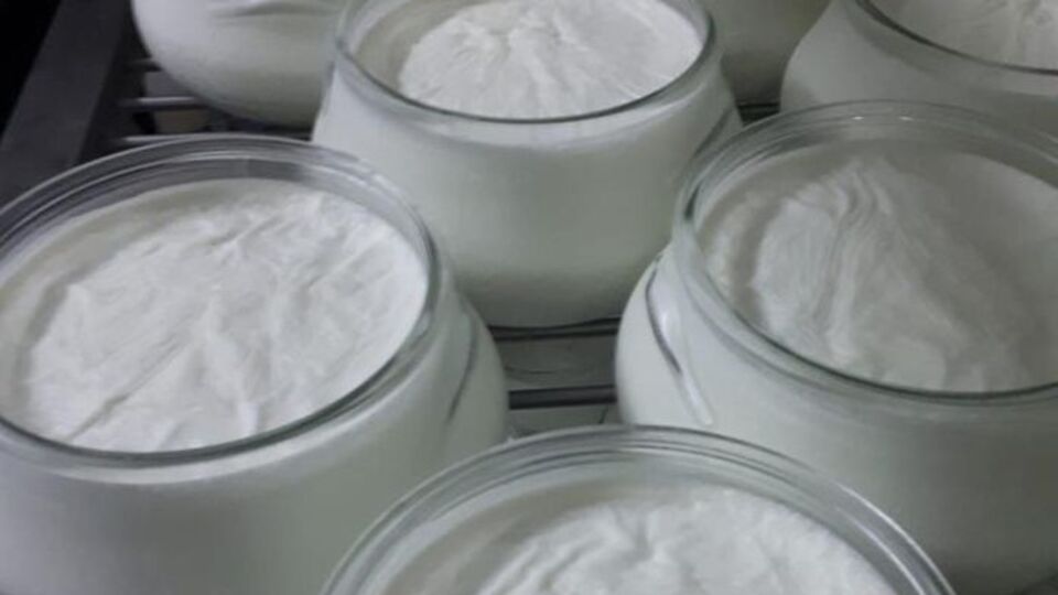 Afyon manda yoğurdu tescillendi