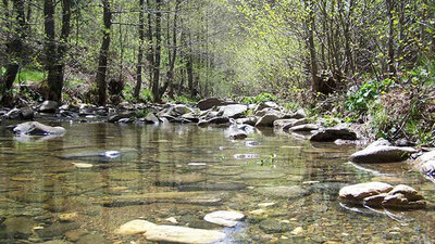 O kentte ormanlara giriş yasaklandı