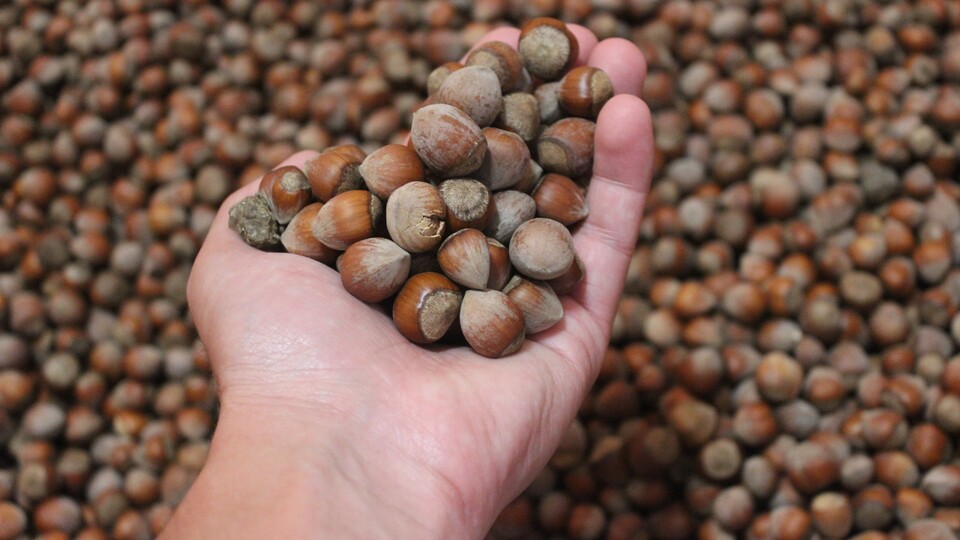 Geçen yıldan daha fazla fındık alacak