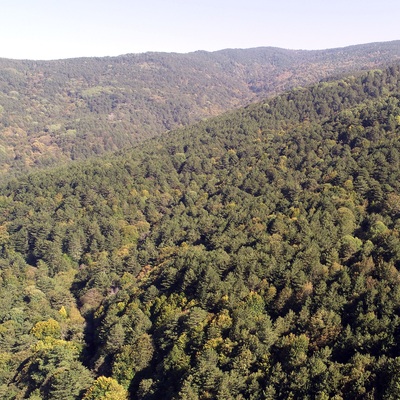 Birçok kentte ormanlara giriş yasaklandı