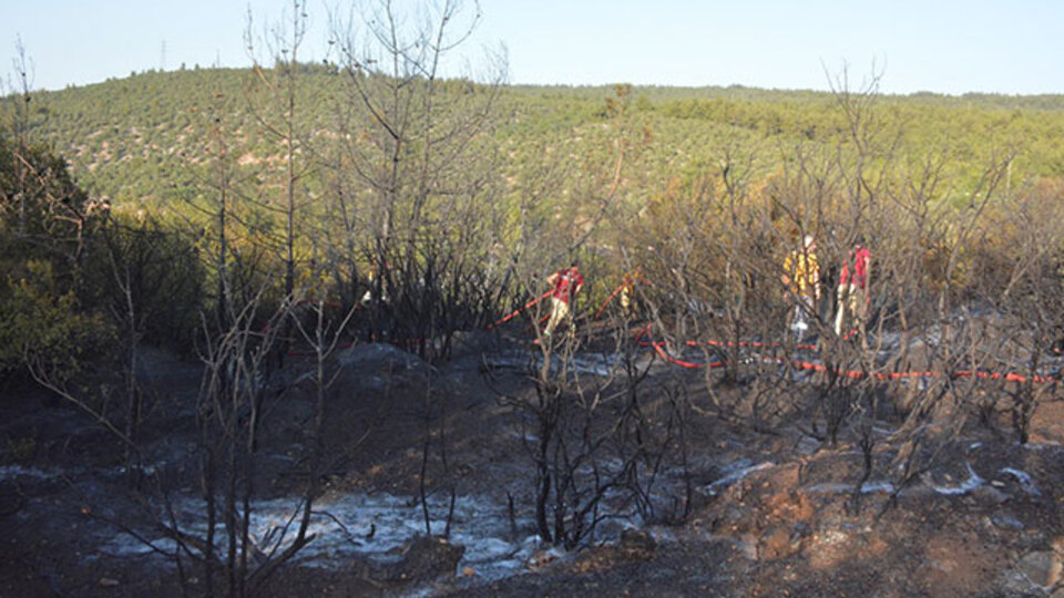 Bilecik'te orman yangını! 1 gözaltı