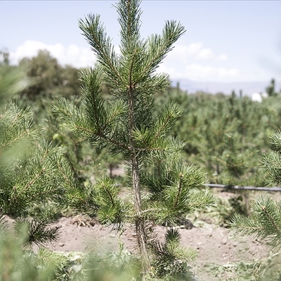 İş dünyasından yeşil seferberlik!