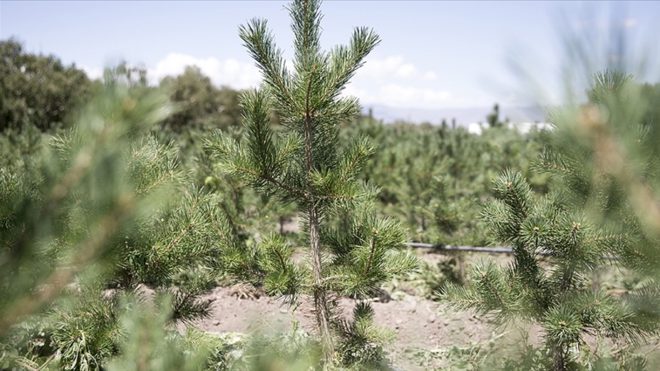 İş dünyasından yeşil seferberlik!
