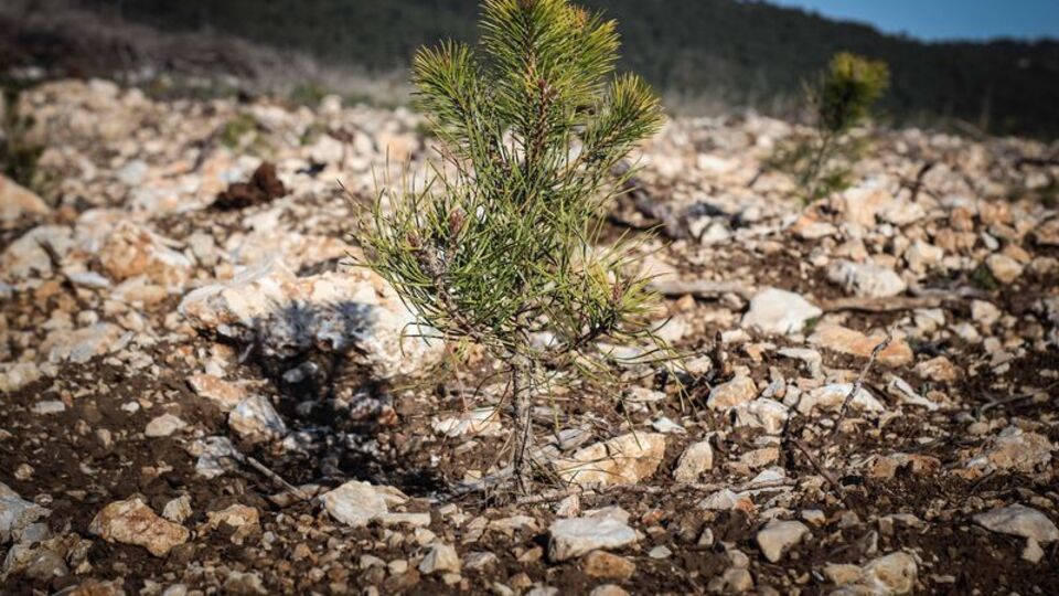 Süper Lig'de fidan dikimi kampanyası
