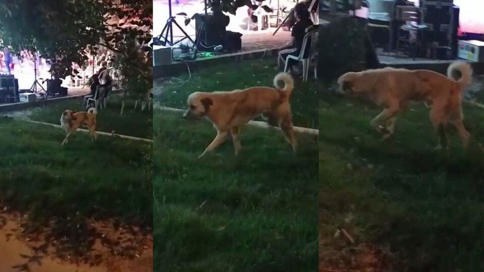 Düğün müziğine kapıldı, fenomen oldu!