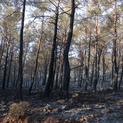 Fethiye'deki acı tablo ortaya çıktı!