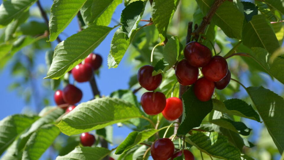 Kiraz üreticiyi sevindirdi