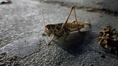 İstanbul'da sivrisinekten sonra şimdi de bu!