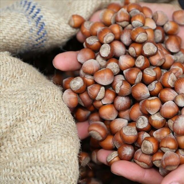2021 Güncel fındık fiyatları listesi