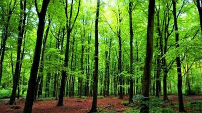 Ormanlara girmek yasaklandı mı?