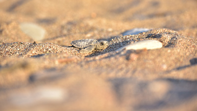 Yavru carettalar dumandan yönlerini bulamadı