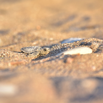 Yavru carettalar dumandan yönlerini bulamadı