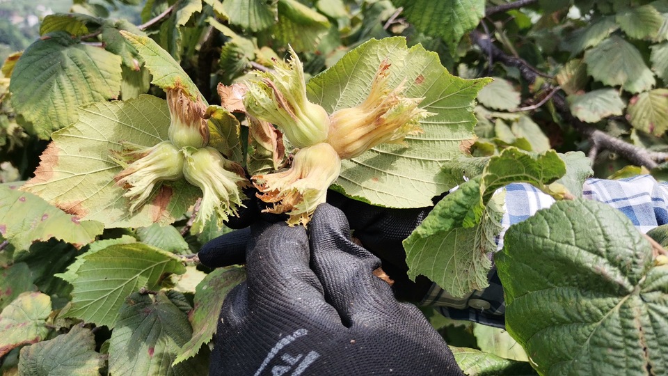 Fındık hasadı erken başladı