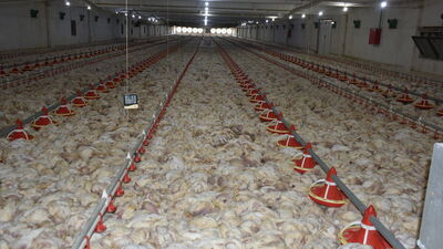 Çiftlikte korkunç manzara! 35 bini de öldü