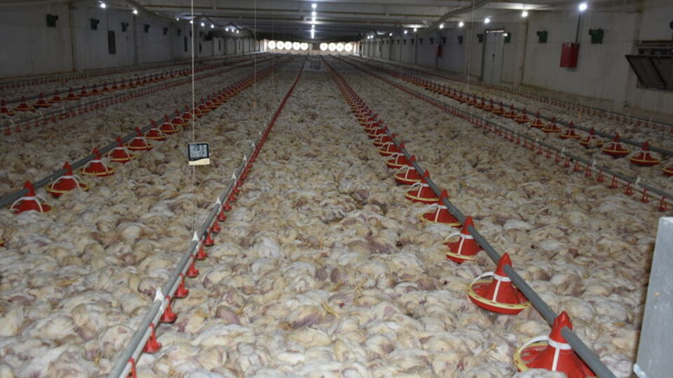 Çiftlikte korkunç manzara! 35 bini de öldü